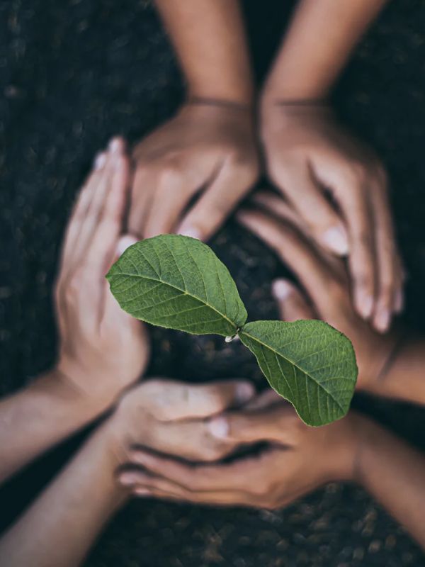 You can plant a tree